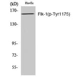 Western blot - Flk-1 (Phospho-Tyr1175) Polyclonal Antibody from Signalway Antibody (12196) - Antibodies.com