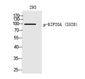 Western blot - KIF20A (Phospho-Ser528) Polyclonal Antibody from Signalway Antibody (12245) - Antibodies.com