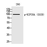 Western blot - KIF20A (Phospho-Ser528) Polyclonal Antibody from Signalway Antibody (12245) - Antibodies.com