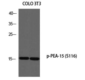 Western blot - PEA-15 (Phospho-Ser116) Polyclonal Antibody from Signalway Antibody (12304) - Antibodies.com