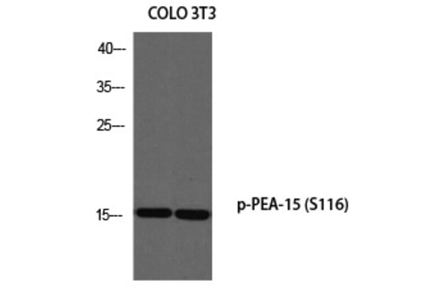 Western blot - PEA-15 (Phospho-Ser116) Polyclonal Antibody from Signalway Antibody (12304) - Antibodies.com