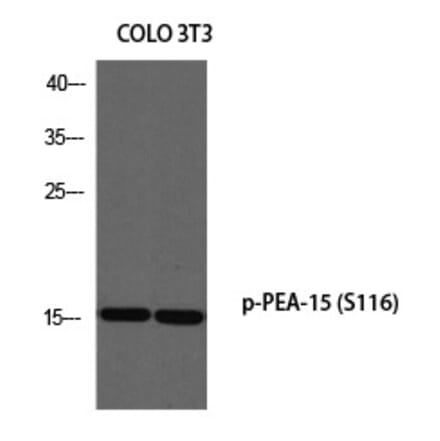Western blot - PEA-15 (Phospho-Ser116) Polyclonal Antibody from Signalway Antibody (12304) - Antibodies.com