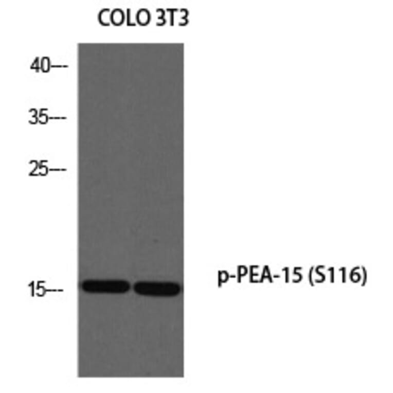 Western blot - PEA-15 (Phospho-Ser116) Polyclonal Antibody from Signalway Antibody (12304) - Antibodies.com