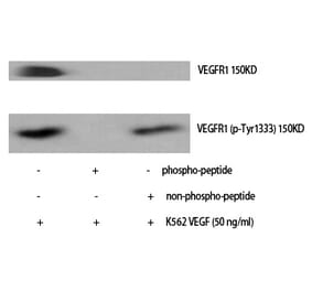 Western blot - Flt-1 (Phospho-Tyr1333) Polyclonal Antibody from Signalway Antibody (12310) - Antibodies.com