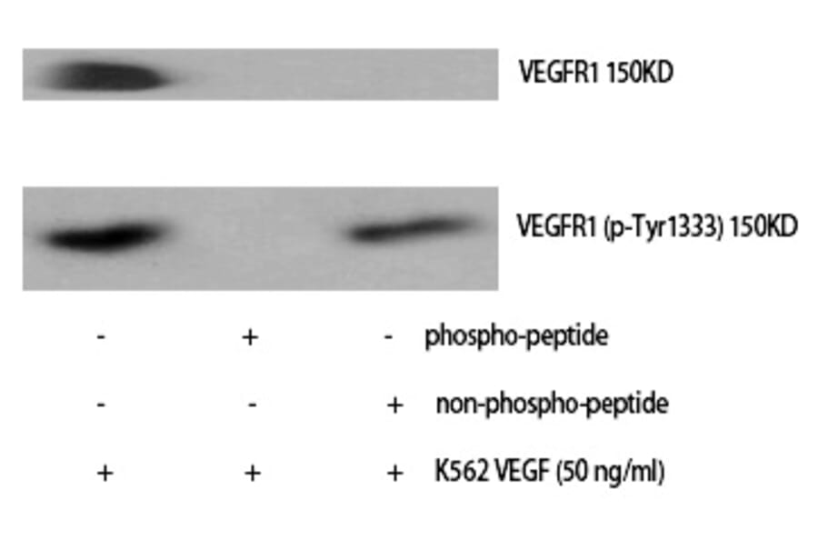 Western blot - Flt-1 (Phospho-Tyr1333) Polyclonal Antibody from Signalway Antibody (12310) - Antibodies.com