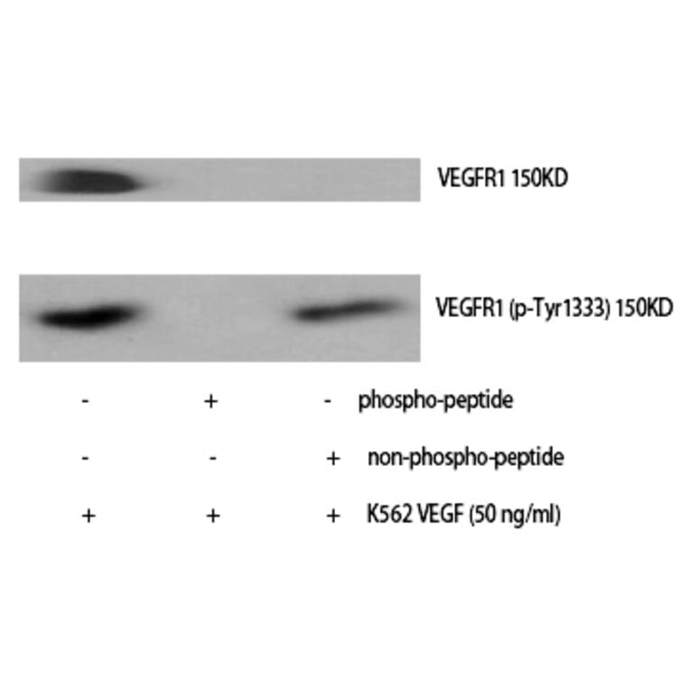 Western blot - Flt-1 (Phospho-Tyr1333) Polyclonal Antibody from Signalway Antibody (12310) - Antibodies.com