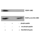 Western blot - Flt-1 (Phospho-Tyr1333) Polyclonal Antibody from Signalway Antibody (12310) - Antibodies.com