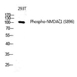 Western blot - NMDAζ1 (Phospho-Ser896) Polyclonal Antibody from Signalway Antibody (12314) - Antibodies.com