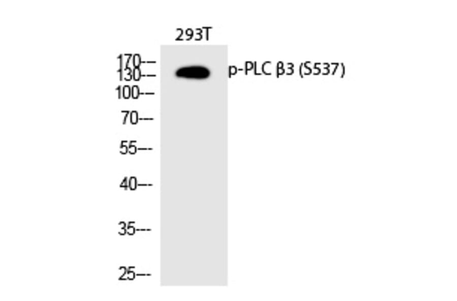 Western blot - PLC β3 (Phospho-Ser537) Polyclonal Antibody from Signalway Antibody (12318) - Antibodies.com