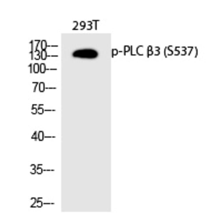Western blot - PLC β3 (Phospho-Ser537) Polyclonal Antibody from Signalway Antibody (12318) - Antibodies.com