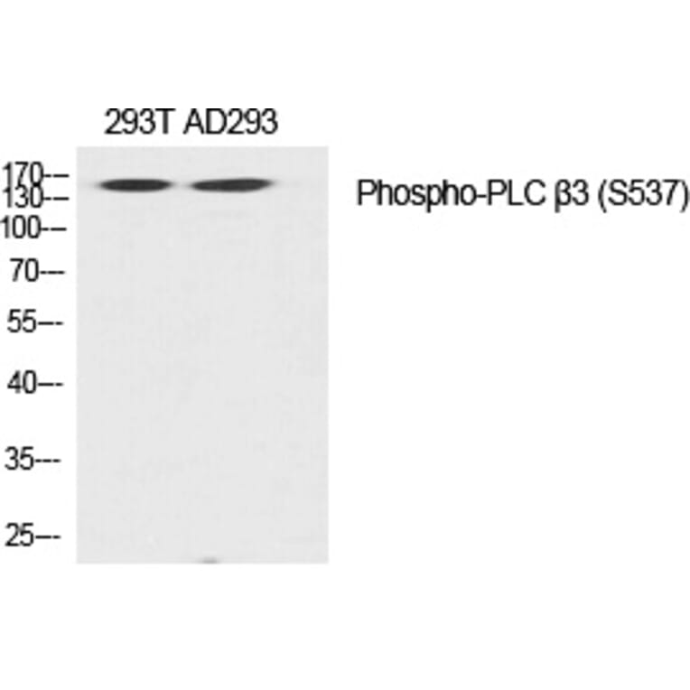 Western blot - PLC β3 (Phospho-Ser537) Polyclonal Antibody from Signalway Antibody (12318) - Antibodies.com