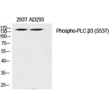 Western blot - PLC β3 (Phospho-Ser537) Polyclonal Antibody from Signalway Antibody (12318) - Antibodies.com