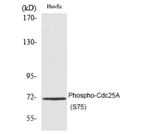 Western blot - Cdc25A (Phospho-Ser75) Polyclonal Antibody from Signalway Antibody (12188) - Antibodies.com