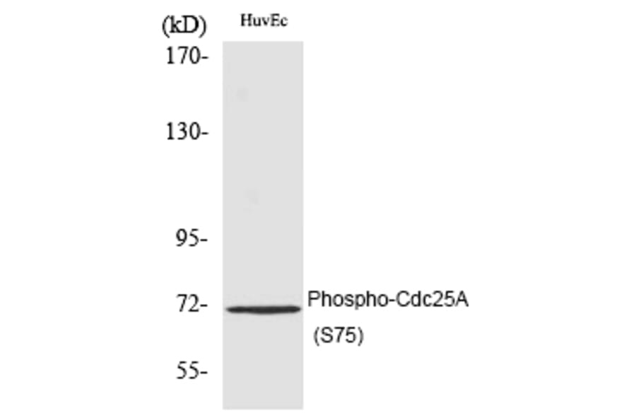 Western blot - Cdc25A (Phospho-Ser75) Polyclonal Antibody from Signalway Antibody (12188) - Antibodies.com