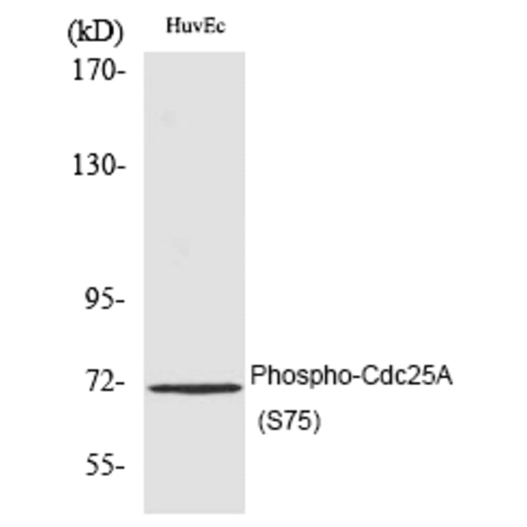 Western blot - Cdc25A (Phospho-Ser75) Polyclonal Antibody from Signalway Antibody (12188) - Antibodies.com