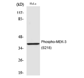 Western blot - MEK-3 (Phospho-Ser218) Polyclonal Antibody from Signalway Antibody (12206) - Antibodies.com