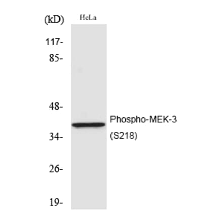 Western blot - MEK-3 (Phospho-Ser218) Polyclonal Antibody from Signalway Antibody (12206) - Antibodies.com