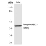 Western blot - MEK-3 (Phospho-Ser218) Polyclonal Antibody from Signalway Antibody (12206) - Antibodies.com