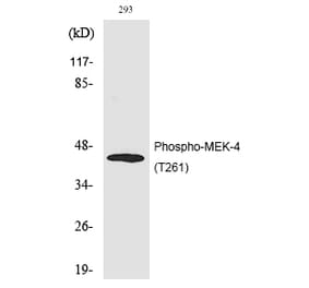 Western blot - MEK-4 (Phospho-Thr261) Polyclonal Antibody from Signalway Antibody (12208) - Antibodies.com