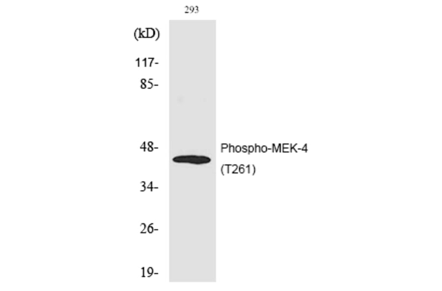 Western blot - MEK-4 (Phospho-Thr261) Polyclonal Antibody from Signalway Antibody (12208) - Antibodies.com