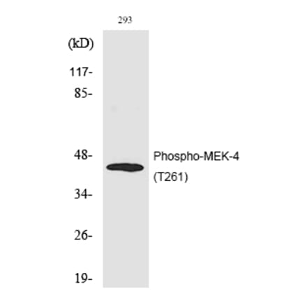 Western blot - MEK-4 (Phospho-Thr261) Polyclonal Antibody from Signalway Antibody (12208) - Antibodies.com