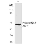 Western blot - MEK-4 (Phospho-Thr261) Polyclonal Antibody from Signalway Antibody (12208) - Antibodies.com