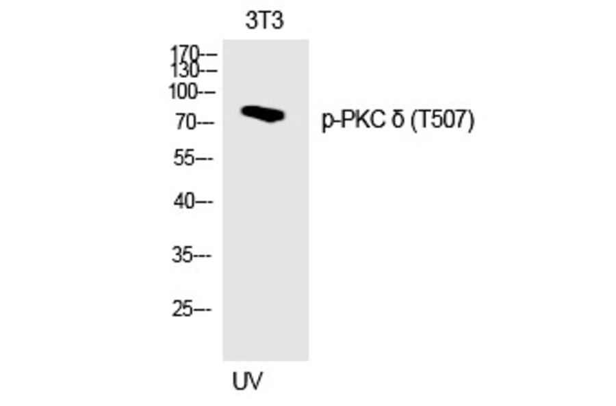 Western blot - PKC δ (Phospho-Thr507) Polyclonal Antibody from Signalway Antibody (12218) - Antibodies.com
