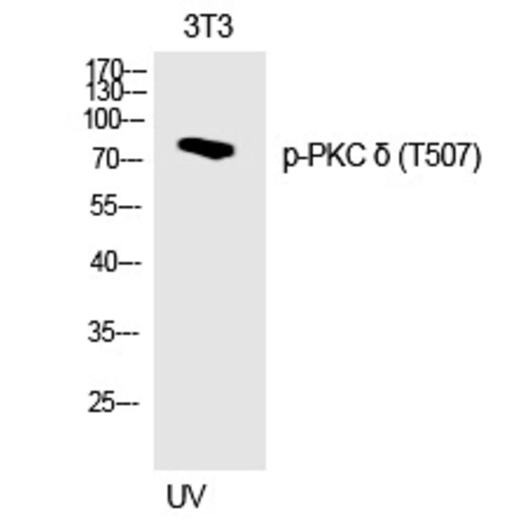 Western blot - PKC δ (Phospho-Thr507) Polyclonal Antibody from Signalway Antibody (12218) - Antibodies.com