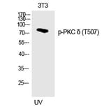 Western blot - PKC δ (Phospho-Thr507) Polyclonal Antibody from Signalway Antibody (12218) - Antibodies.com