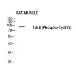 Western blot - Trk B (Phospho-Tyr516) Polyclonal Antibody from Signalway Antibody (12222) - Antibodies.com
