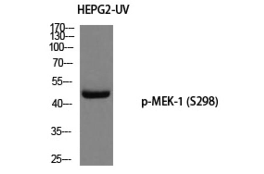 Western blot - MEK-1 (Phospho-Ser298) Polyclonal Antibody from Signalway Antibody (12232) - Antibodies.com