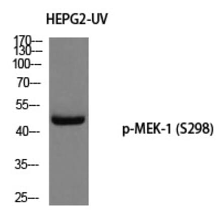 Western blot - MEK-1 (Phospho-Ser298) Polyclonal Antibody from Signalway Antibody (12232) - Antibodies.com