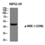 Western blot - MEK-1 (Phospho-Ser298) Polyclonal Antibody from Signalway Antibody (12232) - Antibodies.com