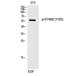 Western blot - STAM2 (Phospho-Tyr192) Polyclonal Antibody from Signalway Antibody (12250) - Antibodies.com