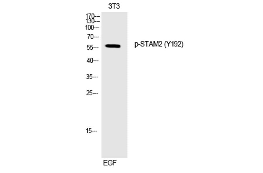 Western blot - STAM2 (Phospho-Tyr192) Polyclonal Antibody from Signalway Antibody (12250) - Antibodies.com