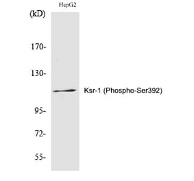Western blot - Ksr-1 (Phospho-Ser392) Polyclonal Antibody from Signalway Antibody (12288) - Antibodies.com