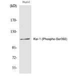 Western blot - Ksr-1 (Phospho-Ser392) Polyclonal Antibody from Signalway Antibody (12288) - Antibodies.com