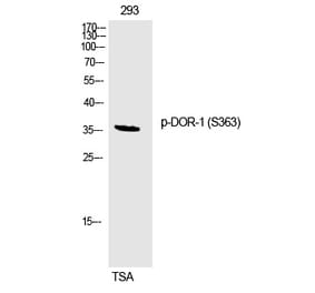 Western blot - DOR-1 (Phospho-Ser363) Polyclonal Antibody from Signalway Antibody (12298) - Antibodies.com
