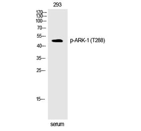 Western blot - ARK-1 (Phospho-Thr288) Polyclonal Antibody from Signalway Antibody (12301) - Antibodies.com