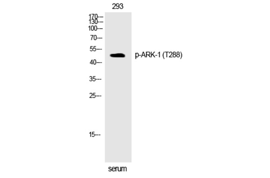 Western blot - ARK-1 (Phospho-Thr288) Polyclonal Antibody from Signalway Antibody (12301) - Antibodies.com