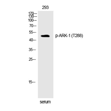 Western blot - ARK-1 (Phospho-Thr288) Polyclonal Antibody from Signalway Antibody (12301) - Antibodies.com