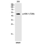Western blot - ARK-1 (Phospho-Thr288) Polyclonal Antibody from Signalway Antibody (12301) - Antibodies.com