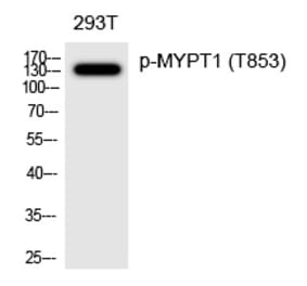 Western blot - MYPT1 (Phospho-Thr853) Polyclonal Antibody from Signalway Antibody (12302) - Antibodies.com