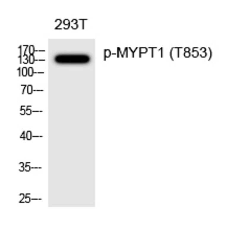 Western blot - MYPT1 (Phospho-Thr853) Polyclonal Antibody from Signalway Antibody (12302) - Antibodies.com