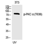 Western blot - PKC α (Phospho-Thr638) Polyclonal Antibody from Signalway Antibody (12317) - Antibodies.com