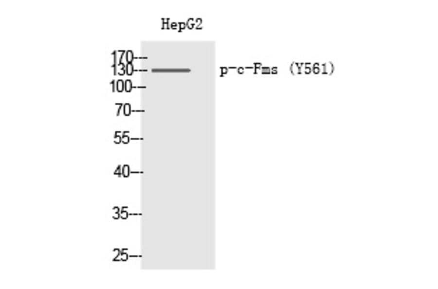 Western blot - c-Fms (Phospho-Tyr561) Polyclonal Antibody from Signalway Antibody (12327) - Antibodies.com