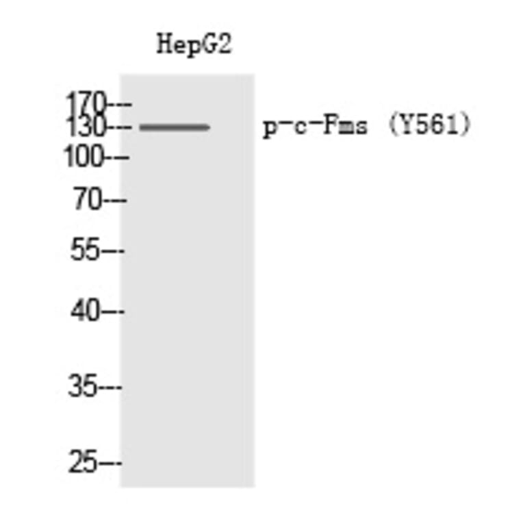Western blot - c-Fms (Phospho-Tyr561) Polyclonal Antibody from Signalway Antibody (12327) - Antibodies.com