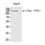 Western blot - c-Fms (Phospho-Tyr561) Polyclonal Antibody from Signalway Antibody (12327) - Antibodies.com