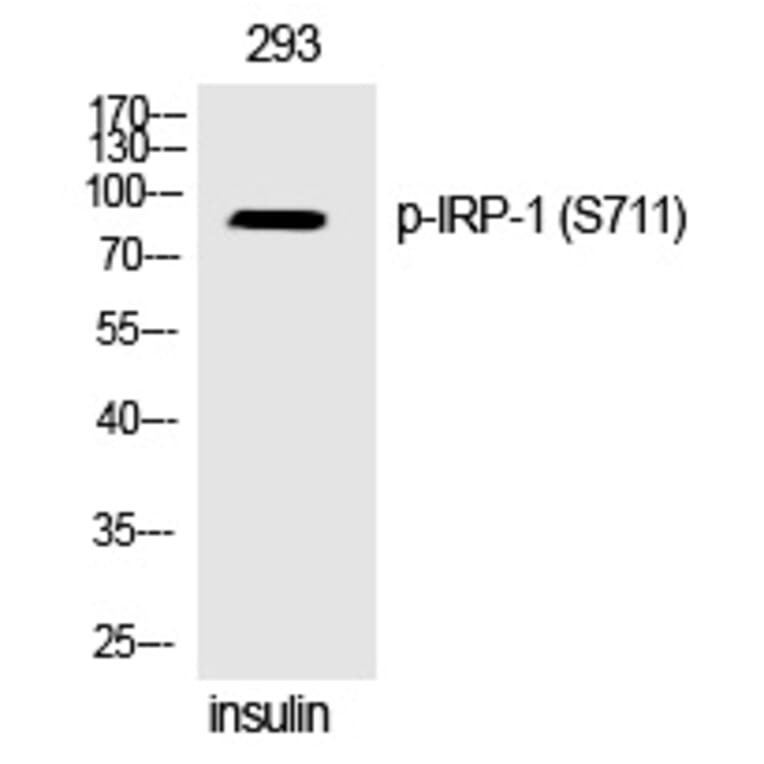 Western blot - IRP-1 (Phospho-Ser711) Polyclonal Antibody from Signalway Antibody (12329) - Antibodies.com