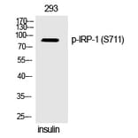 Western blot - IRP-1 (Phospho-Ser711) Polyclonal Antibody from Signalway Antibody (12329) - Antibodies.com